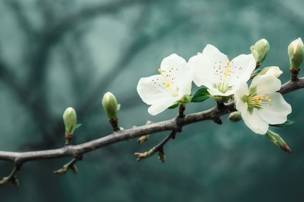 白雪梅的花语是什么寓意 梅花代表什么品质