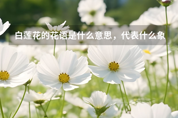 白莲花的花语是什么意思，代表什么象征意义