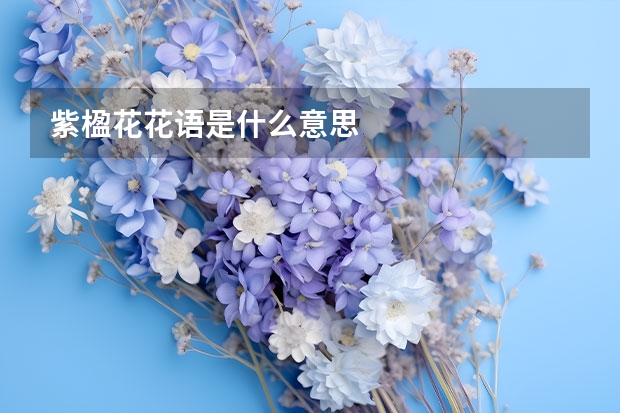 紫楹花花语是什么意思