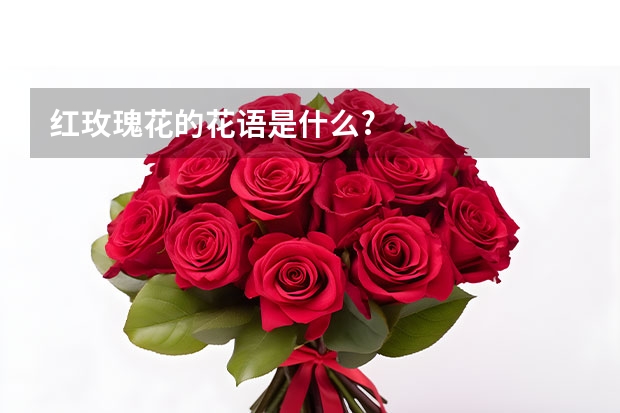 红玫瑰花的花语是什么?