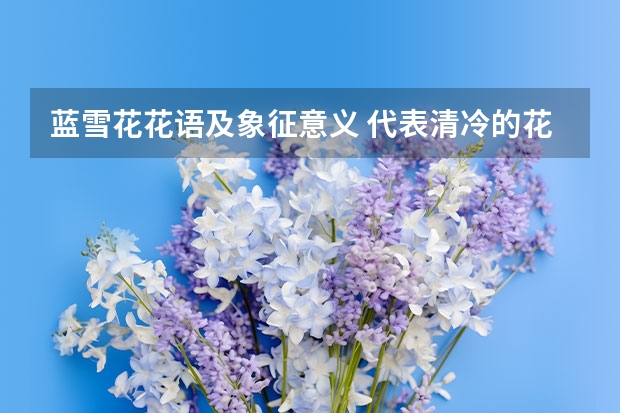 蓝雪花花语及象征意义 代表清冷的花
